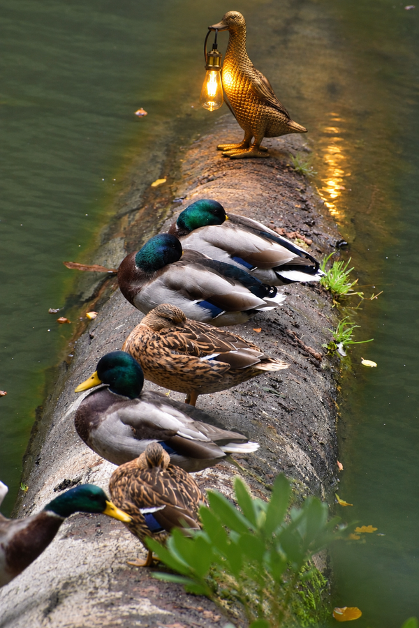 Son of a Duck bordslampa guld